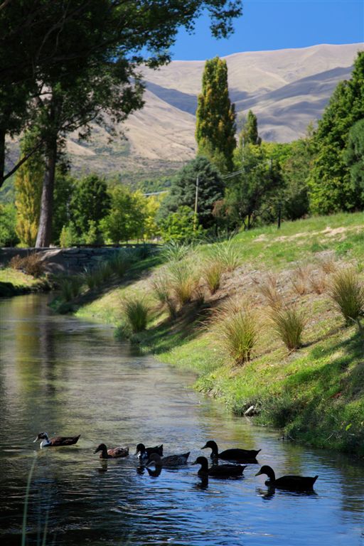 Wildlife has returned to Mill Stream at Millbrook Resort, Queenstown